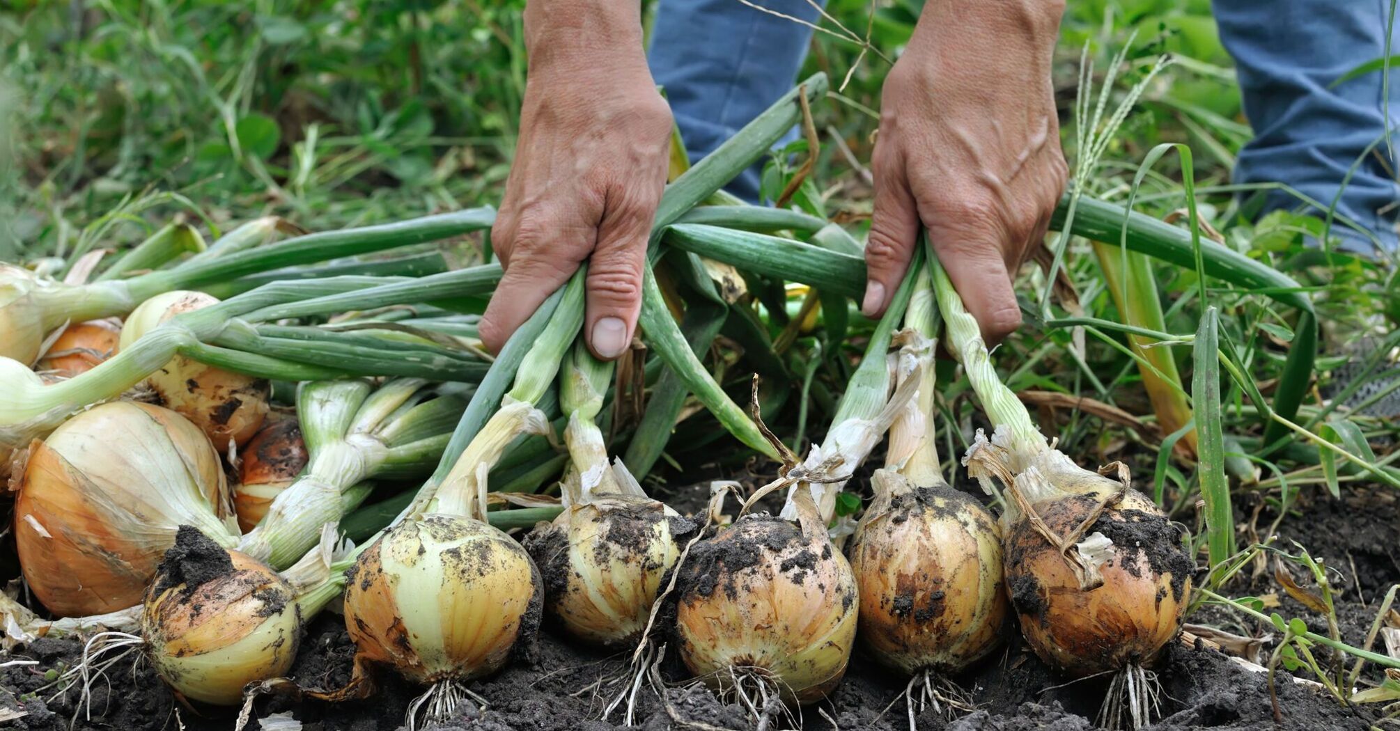 Plant these plants next to onions