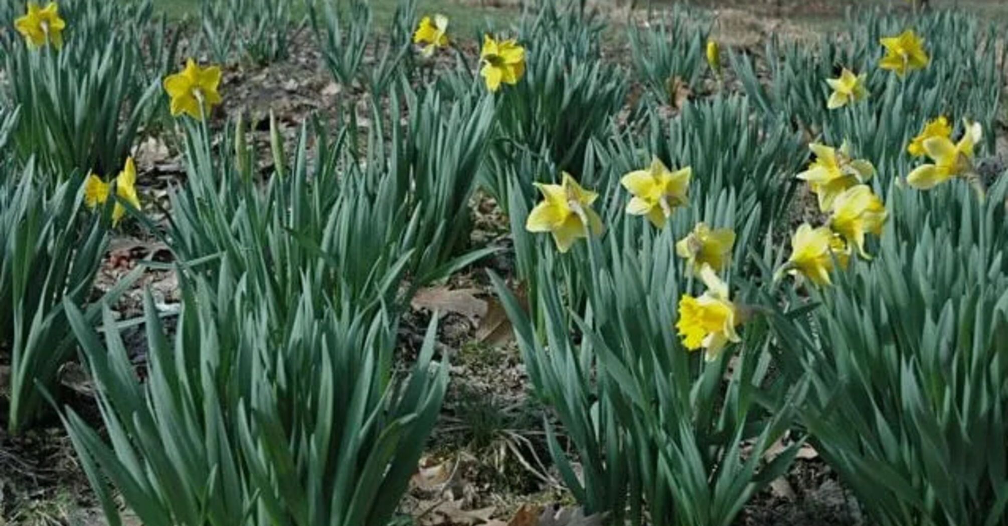 Why daffodils do not bloom