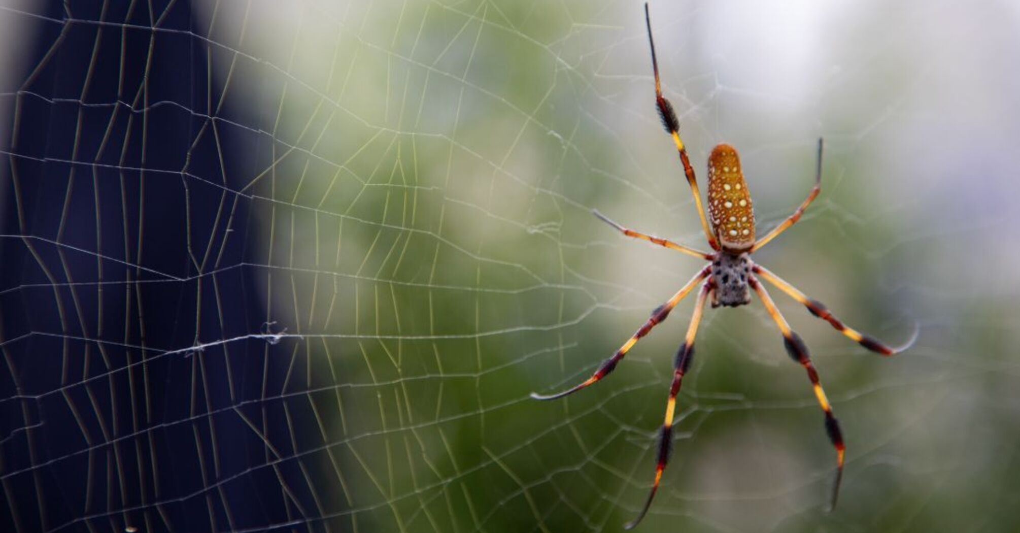 How to get rid of spiders what to do to keep spiders away what to