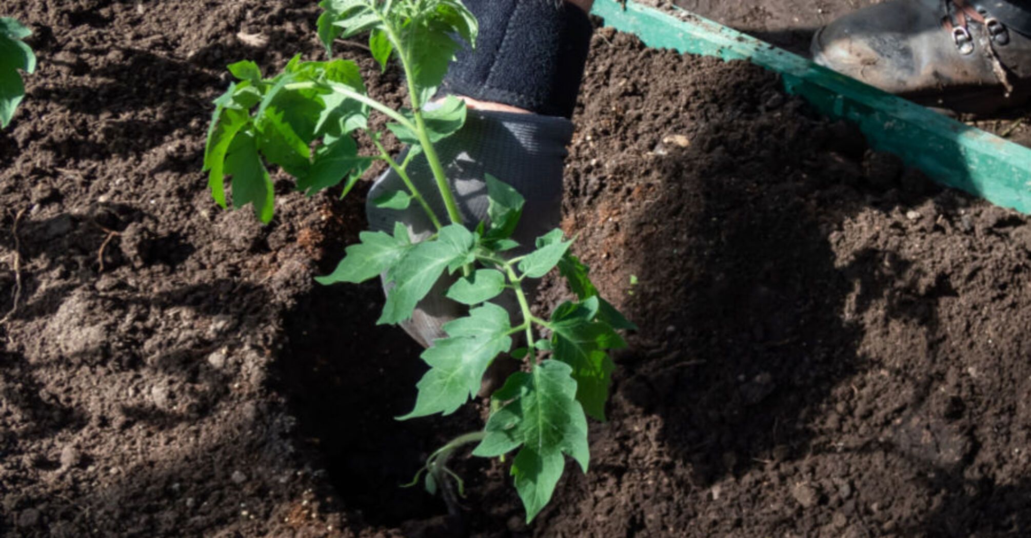 Put this ingredient in the hole with tomato seedlings