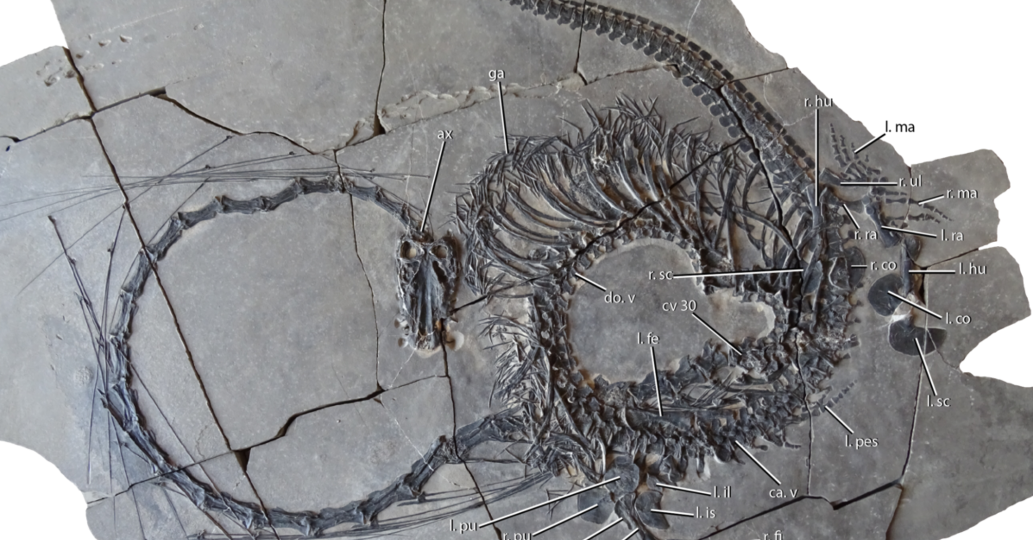 Scientists have discovered a fossil of a protorosaur resembling fantasy dragons
