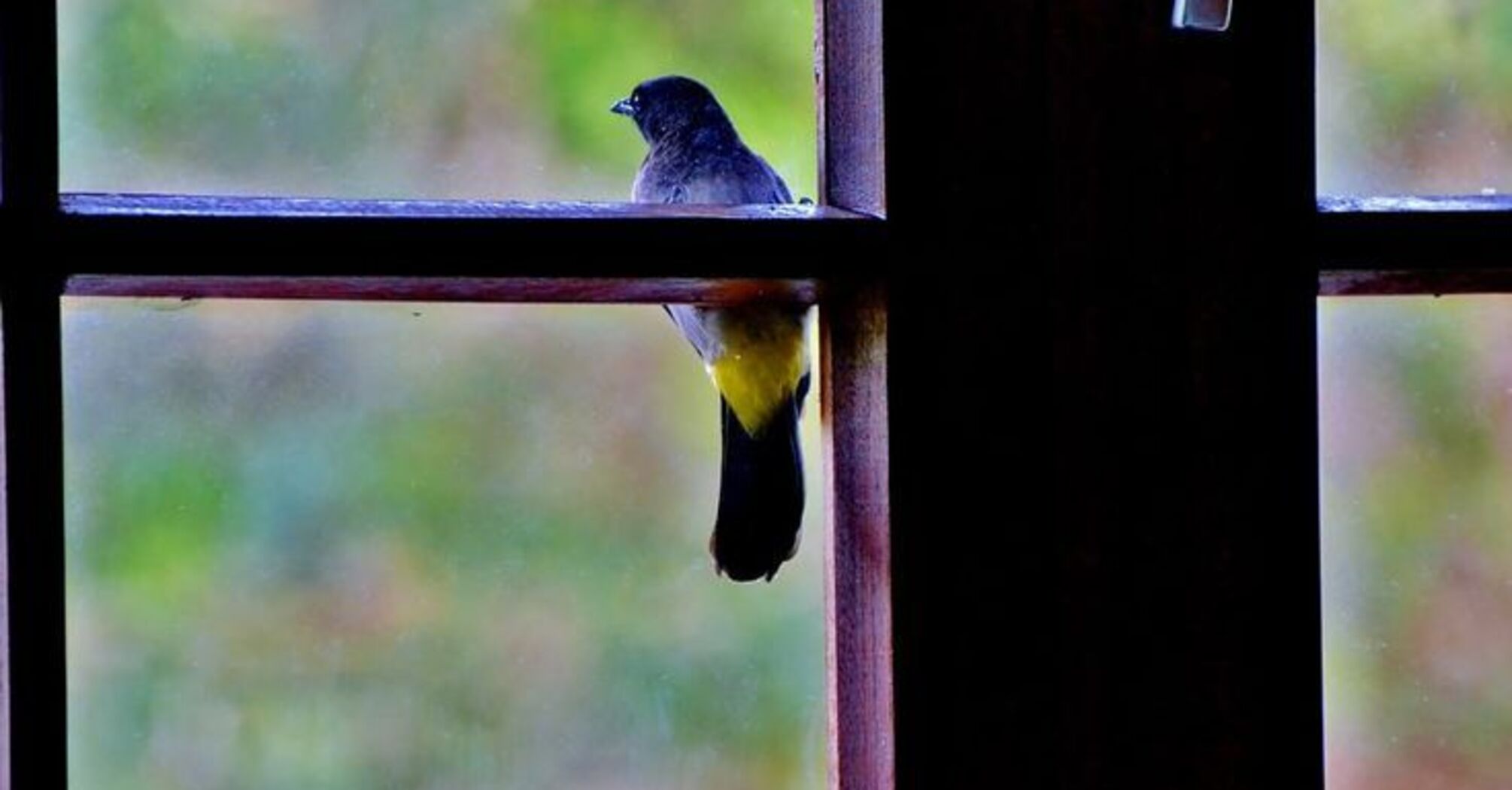 What to do if a bird knocks on the window
