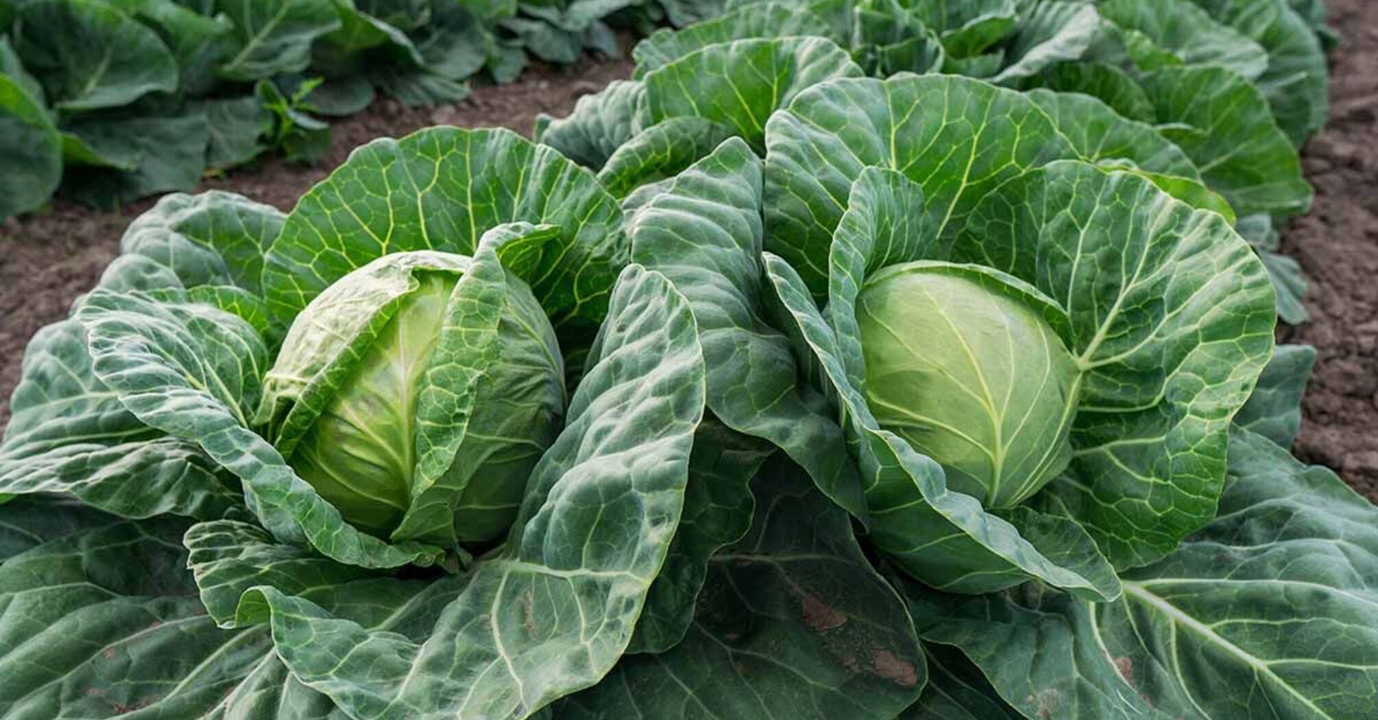 Do you need to remove lower leaves of cabbage