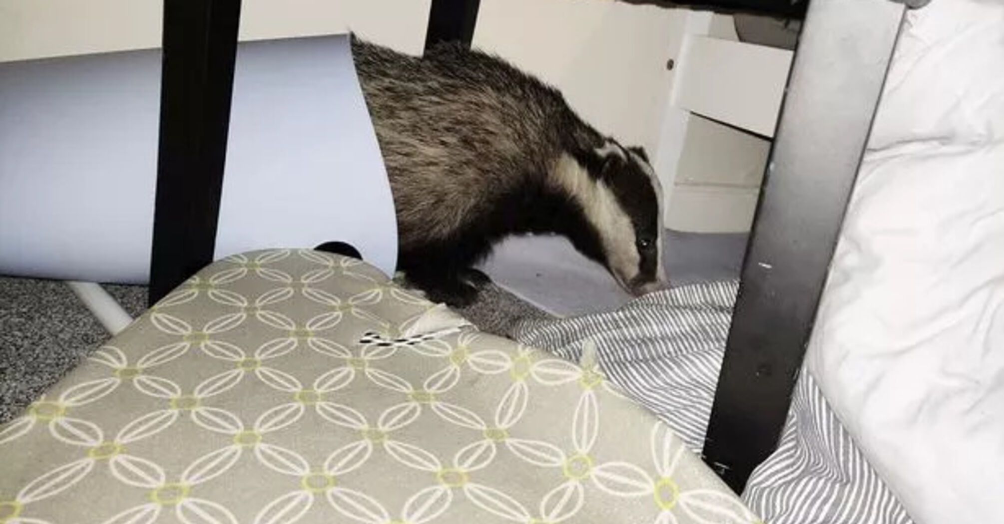 A badger broke into a woman's house and caused a mess