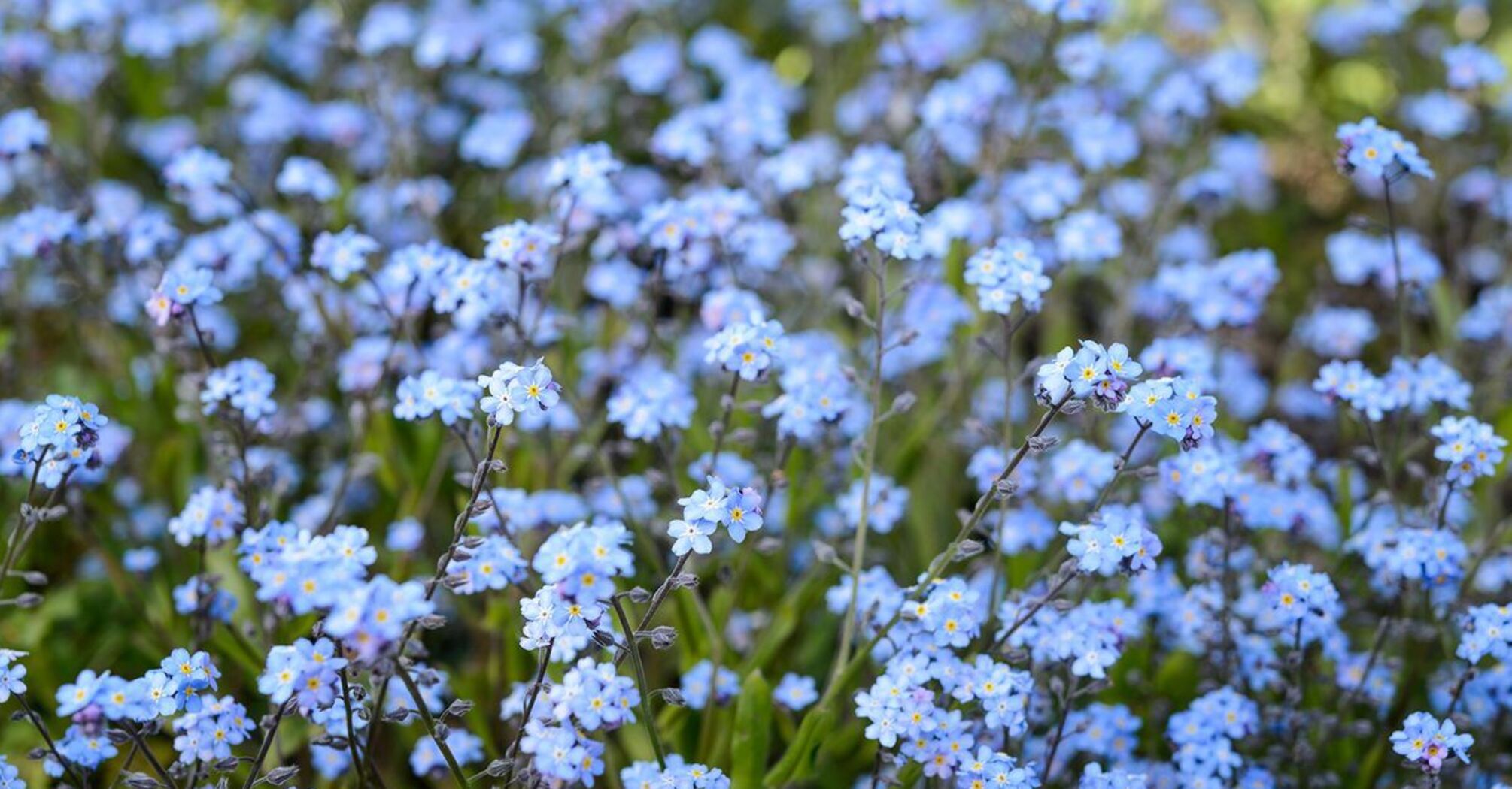 When is the best time to sow forget-me-nots in 2024