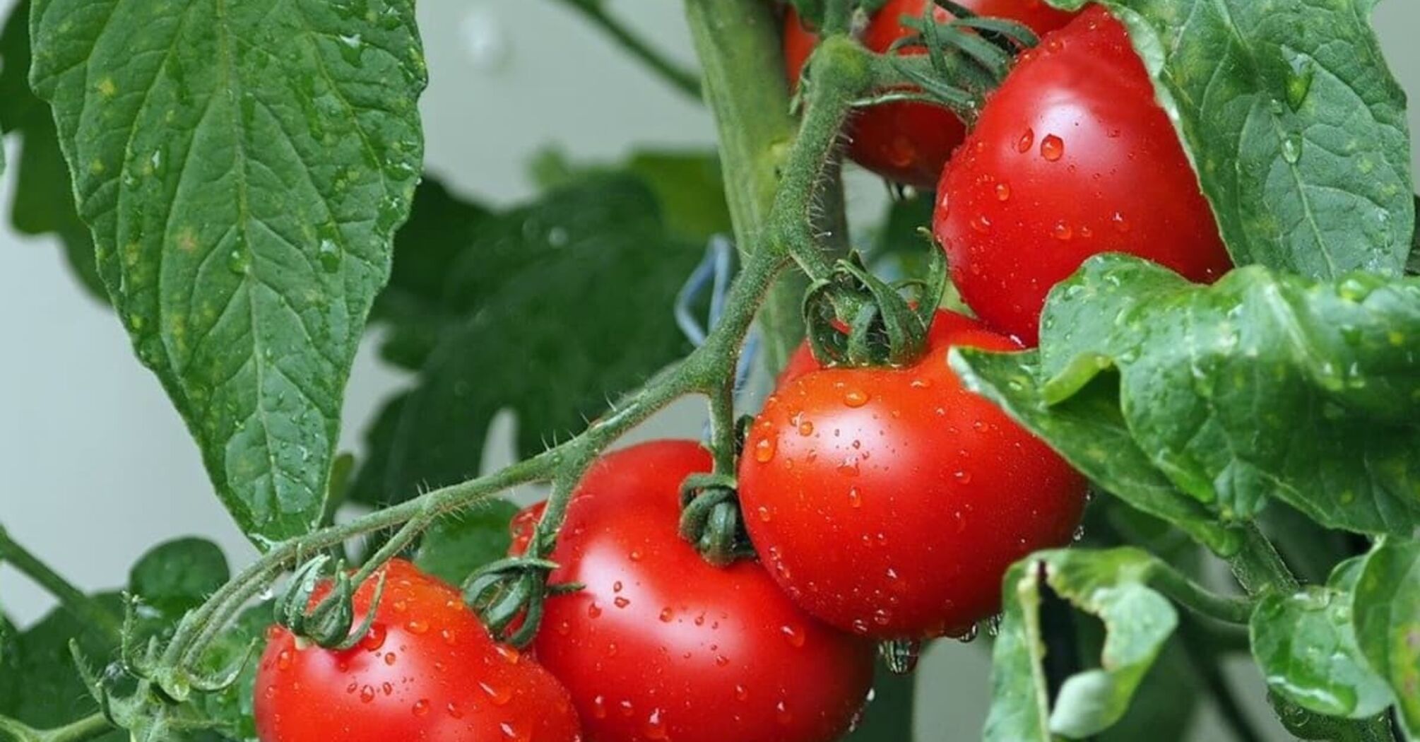 What green manure to sow for tomatoes