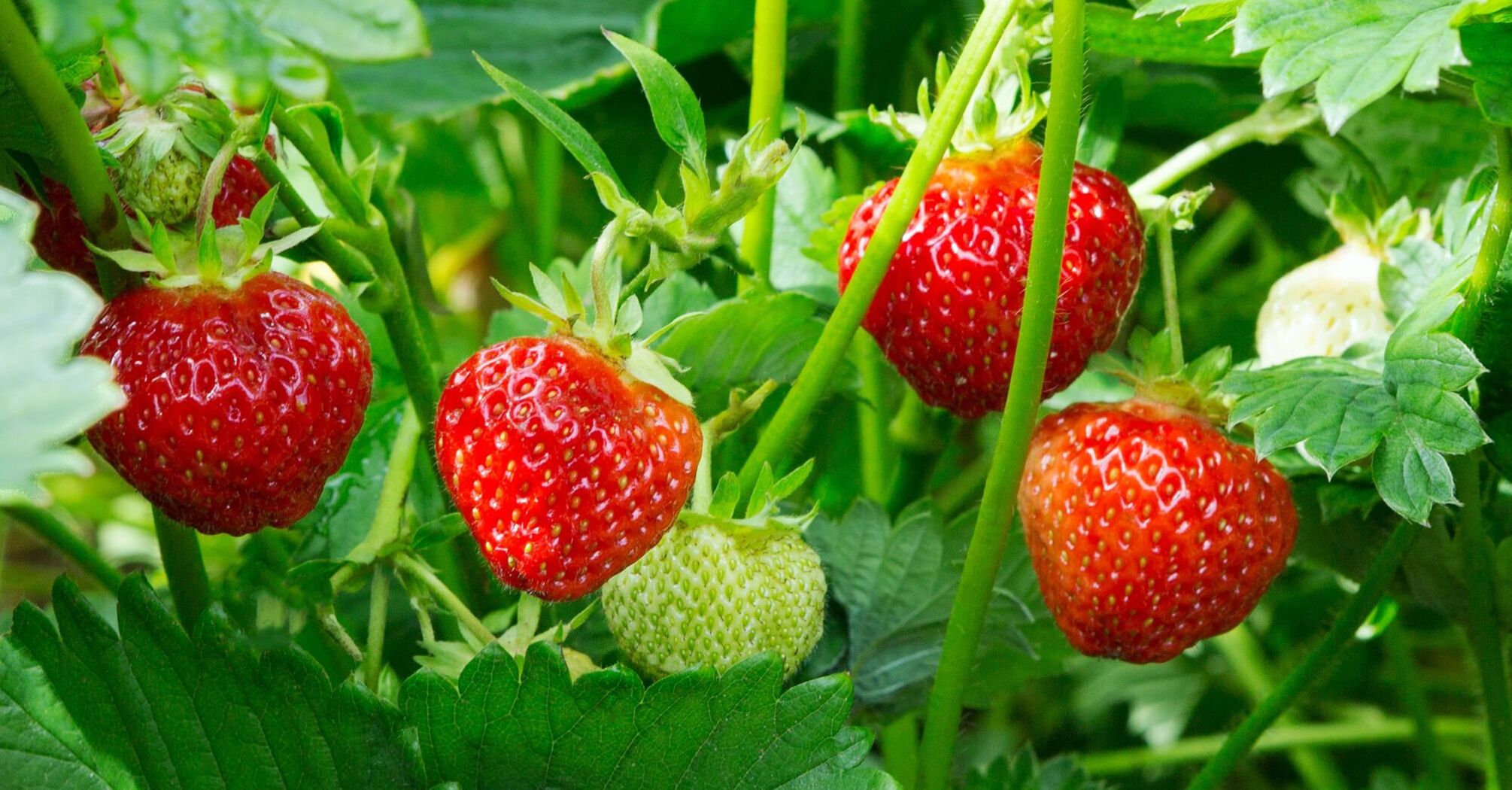 Here's what you need to fertilize strawberries in spring