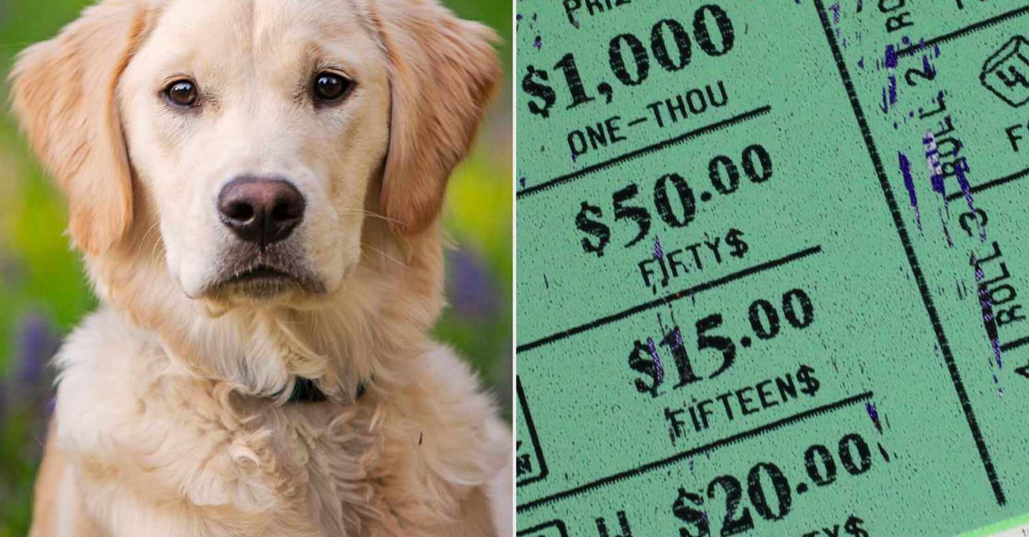 A dog ran into a store and stole a winning lottery ticket