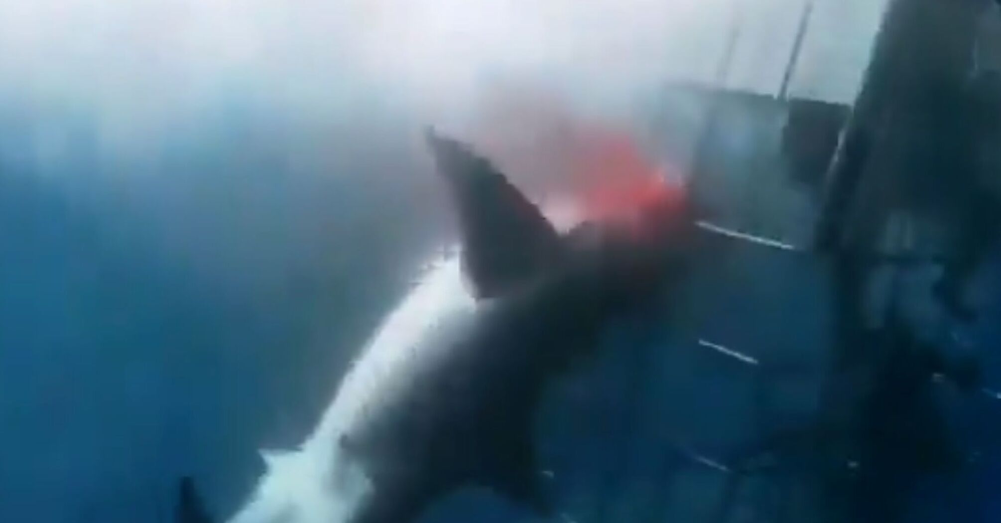 Great white shark kills itself trying to attack divers