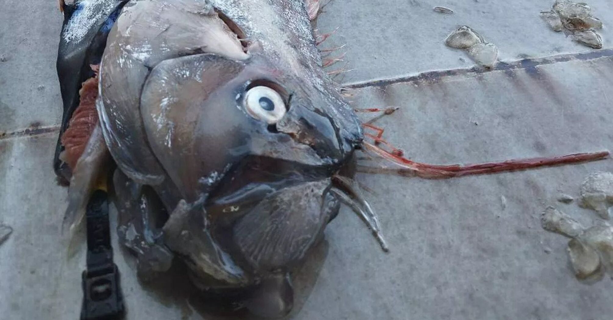 А three-meter-long sea creature called a "harbinger of doom" is caught