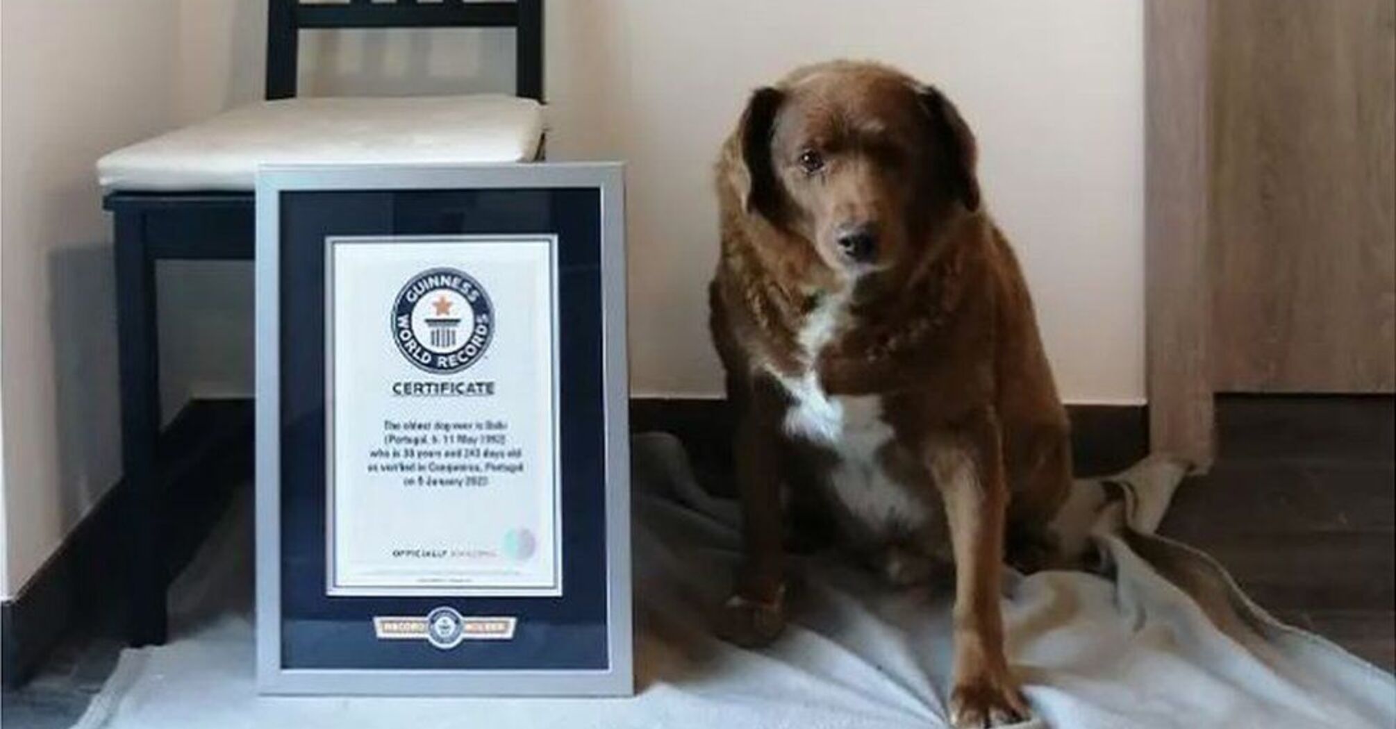 The Guinness World Records has stripped Bobby of the title of the oldest dog