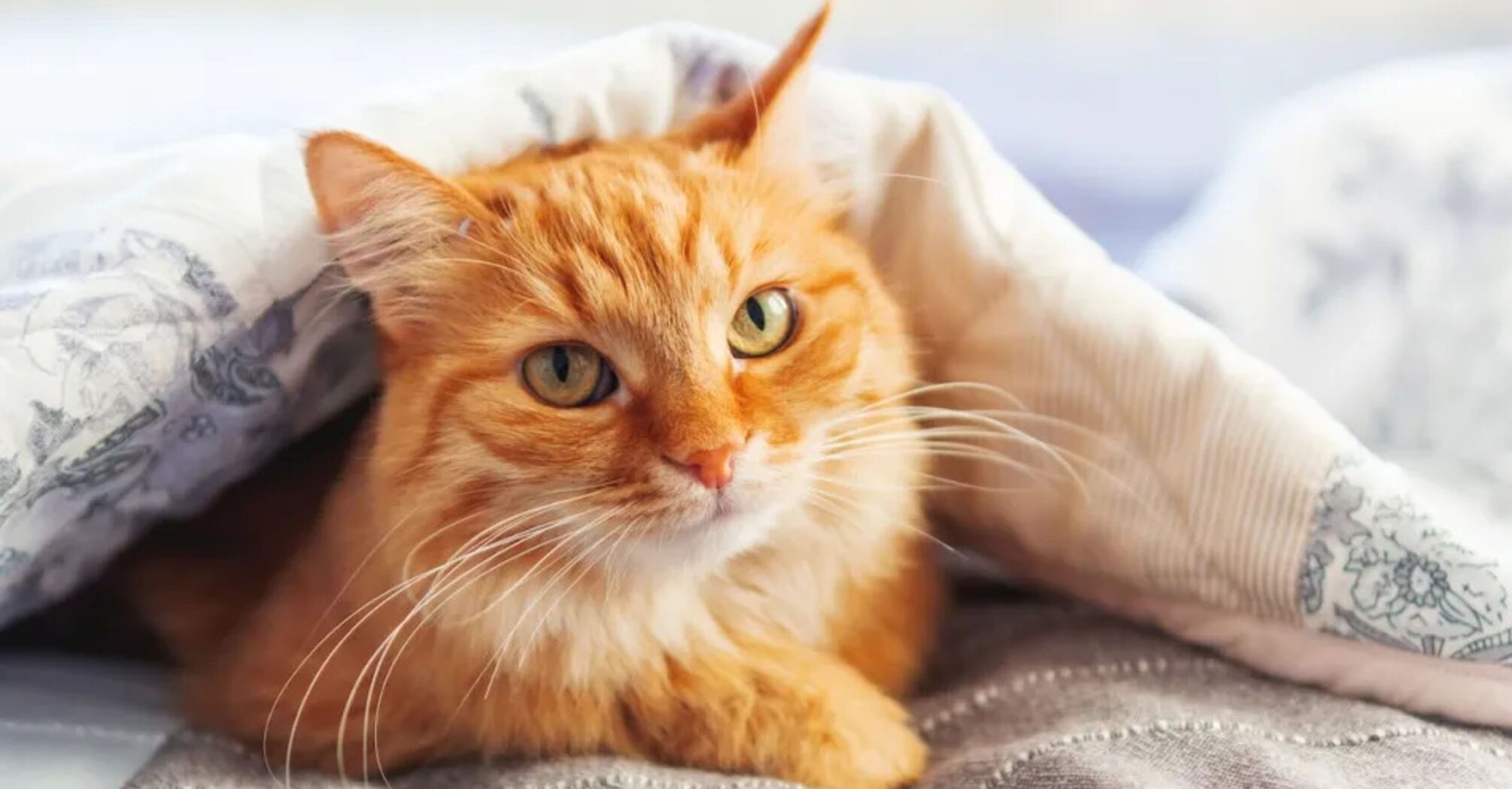 How the red color of fur affects a cat's behavior