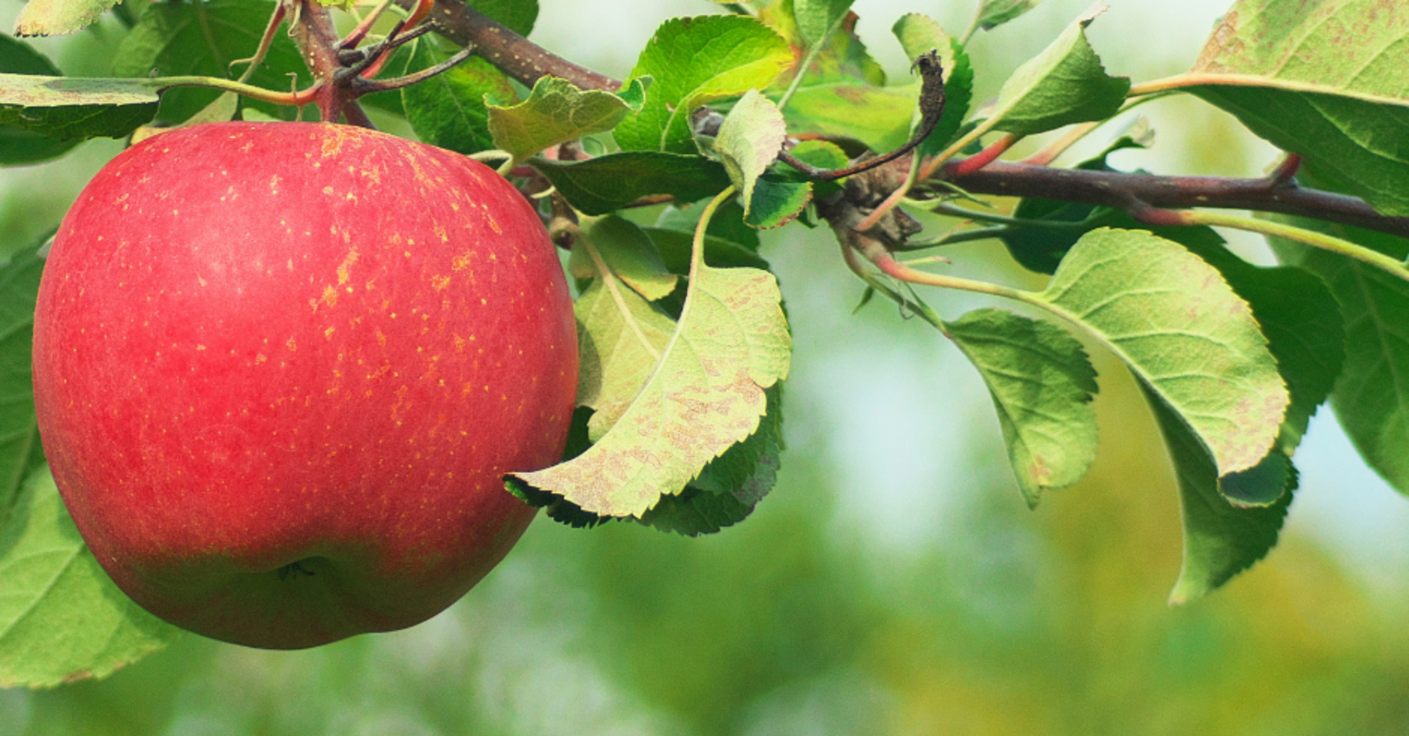 Feed your apple trees with these "vitamins"