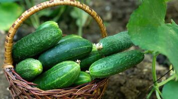 Try a unique Japanese method of growing cucumbers