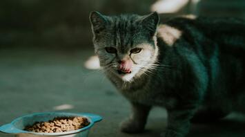 How to choose the right cat food
