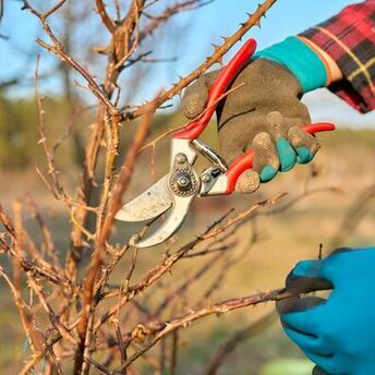 Five plants that need to be pruned in March