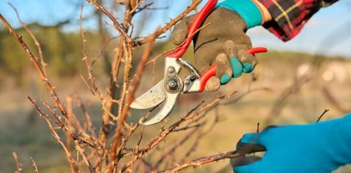Five plants that need to be pruned in March