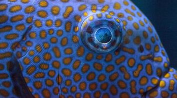 Scientists have found out how complex and vivid patterns are formed on animal skin