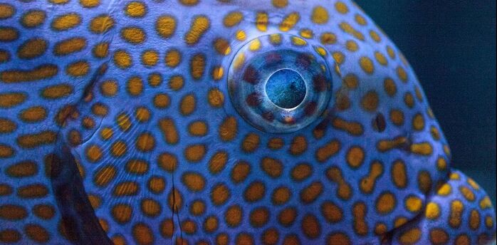 Scientists have found out how complex and vivid patterns are formed on animal skin