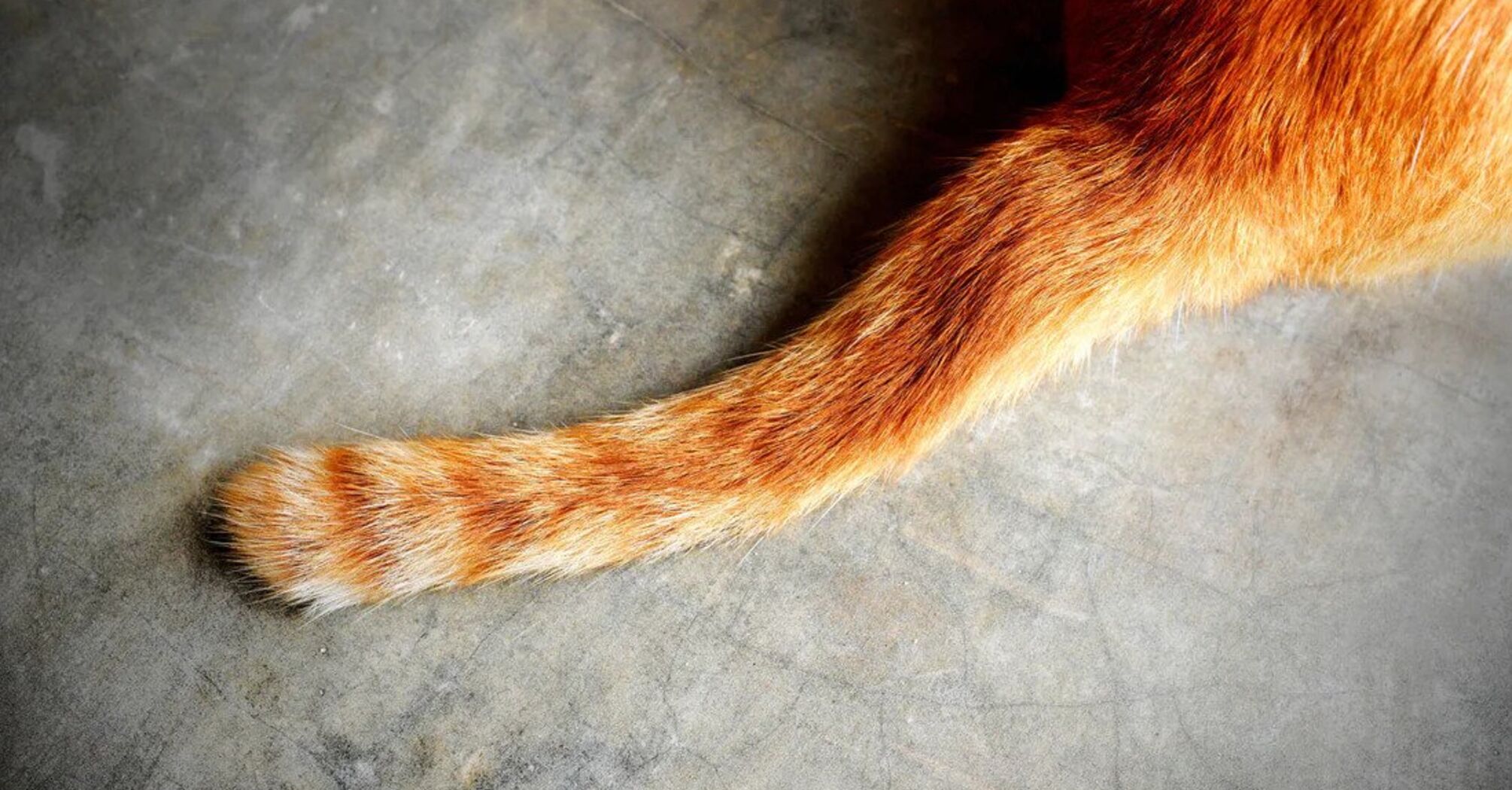 How the tail signals health problems in a cat