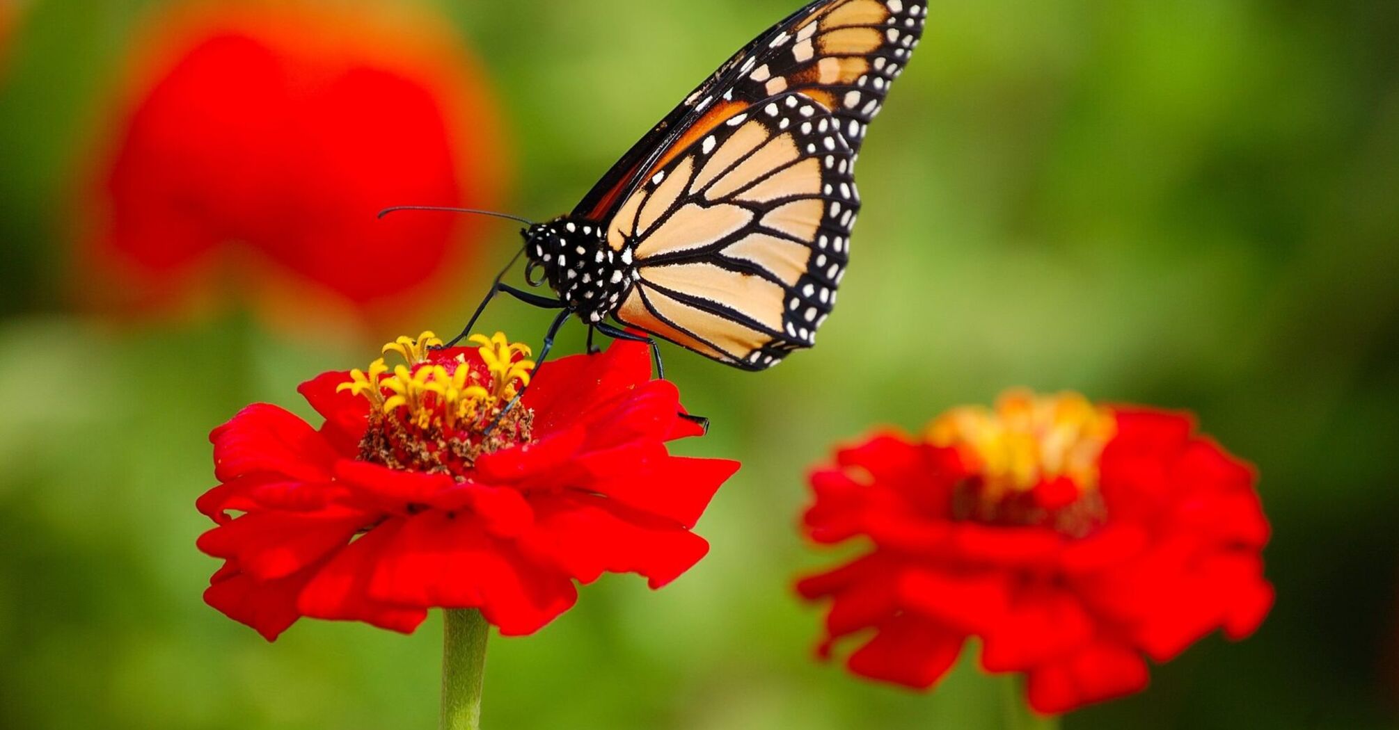 How to attract butterflies to your garden