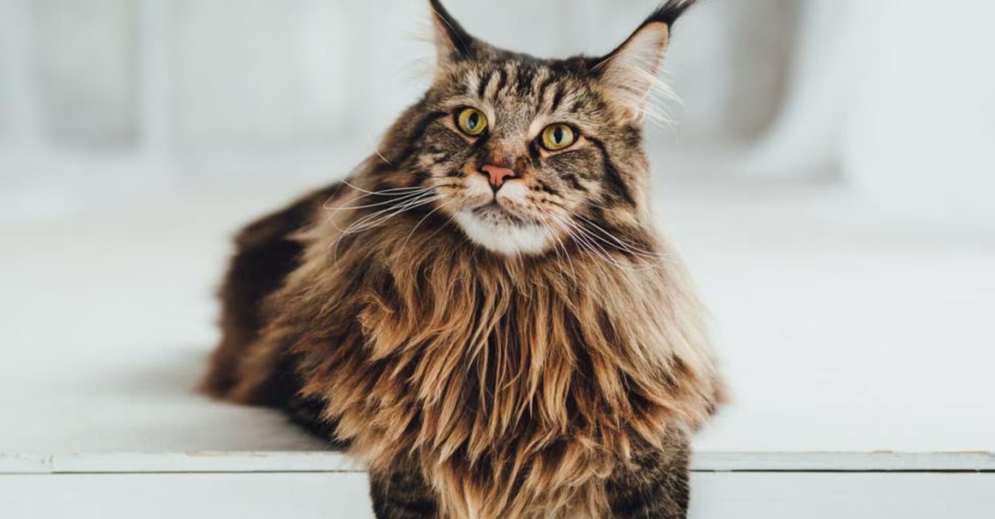 What you need to know about Maine Coon cats