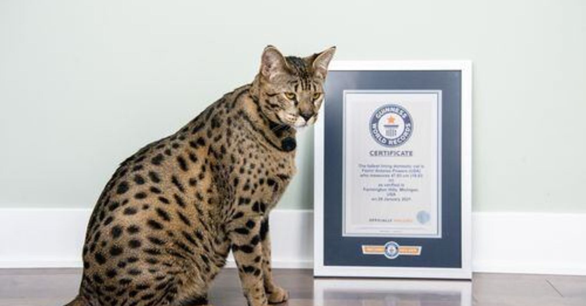 Unusual cats from the Guinness Book of World Records