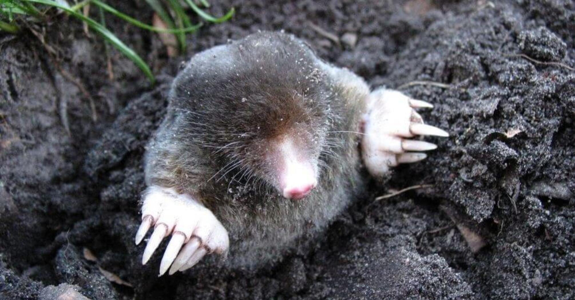 How to get rid of moles in the garden