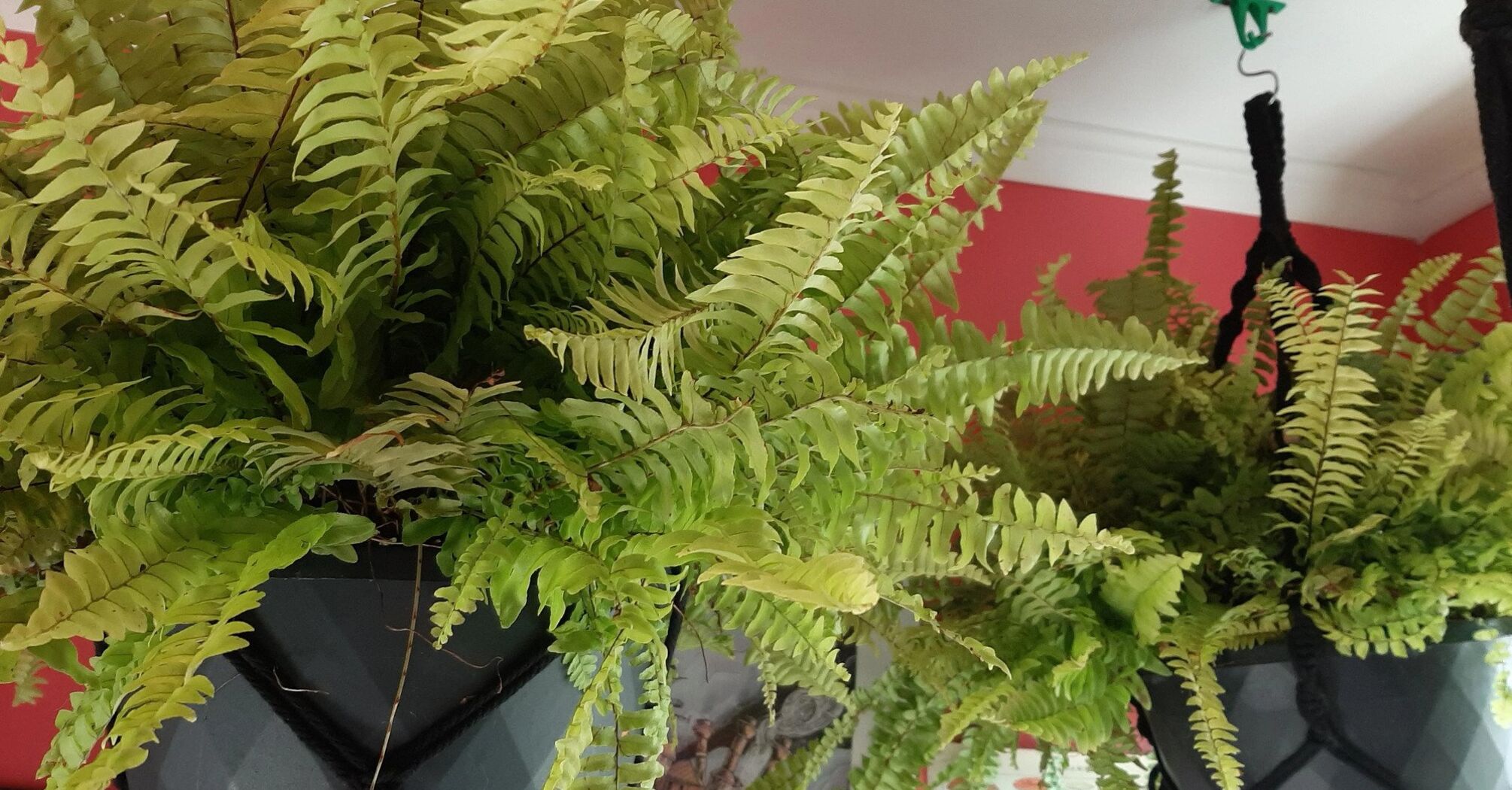 Why you shouldn't keep a fern in the house