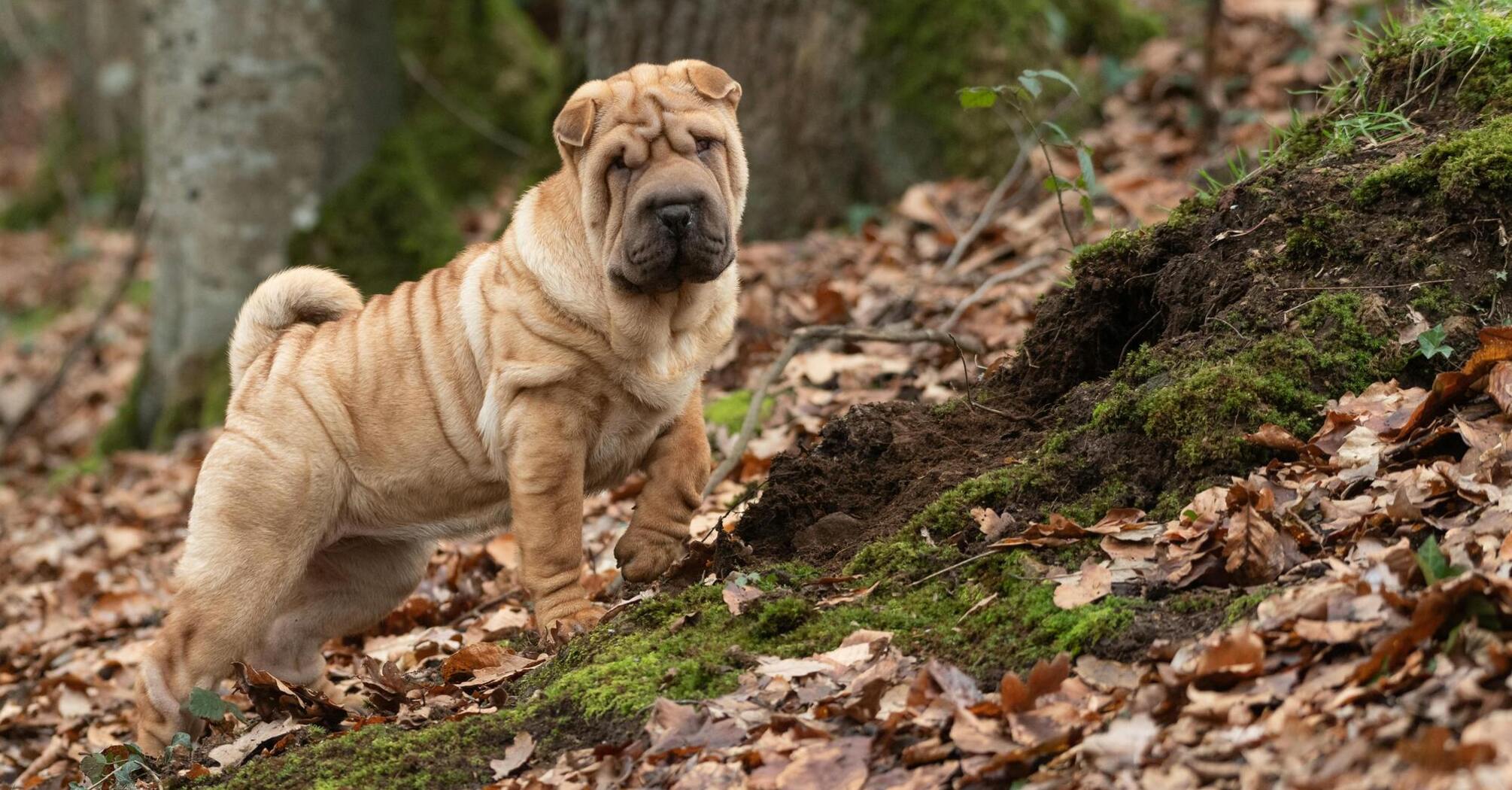 Pros and cons of getting a Shar Pei
