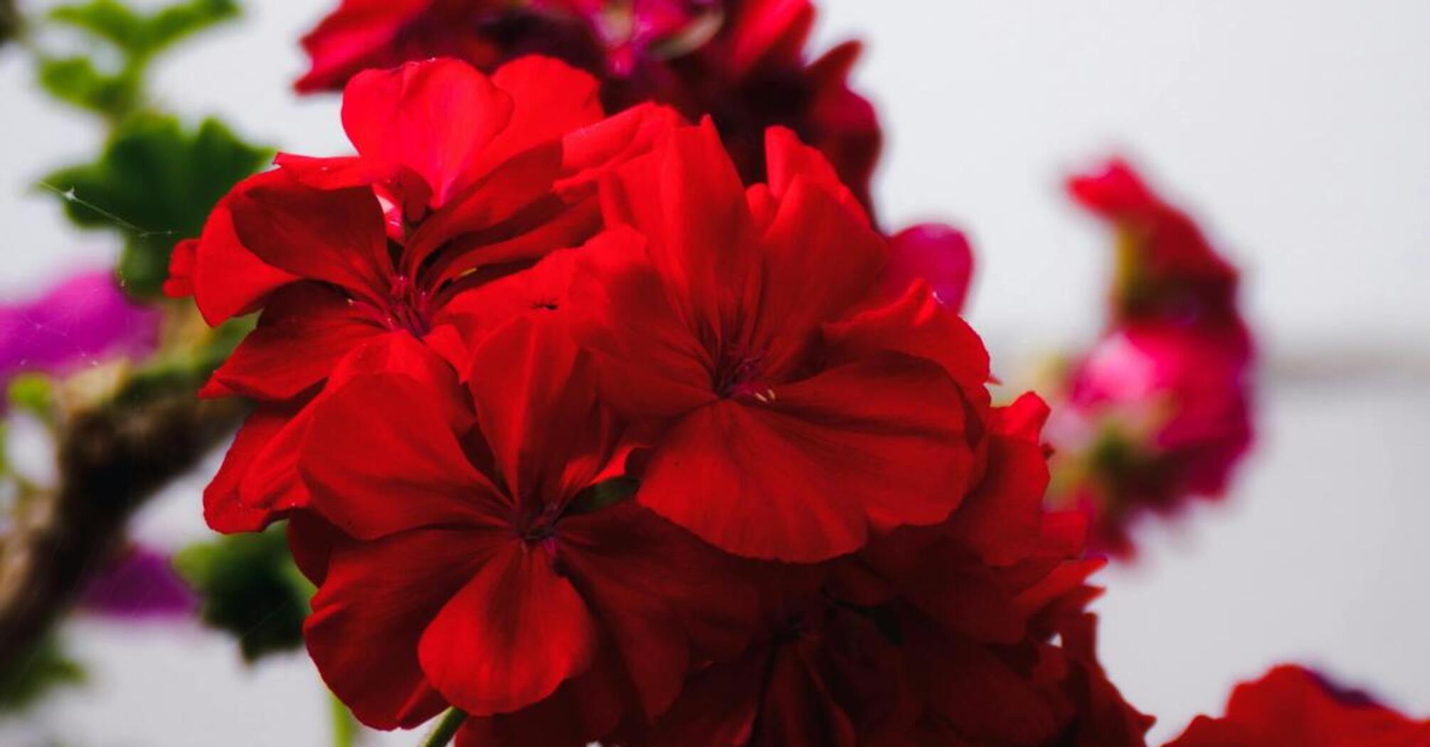 How and why to prune geraniums in spring?
