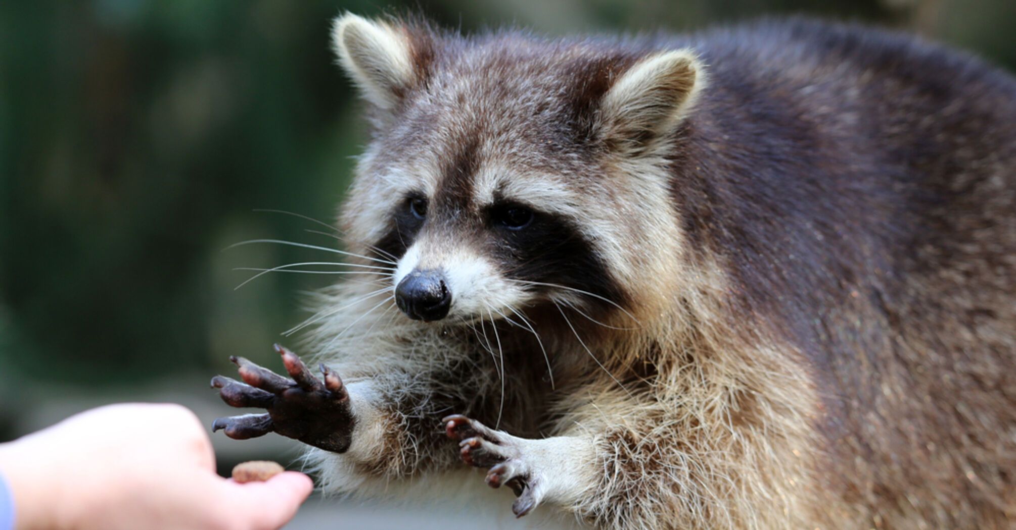 What you need to know before getting a raccoon
