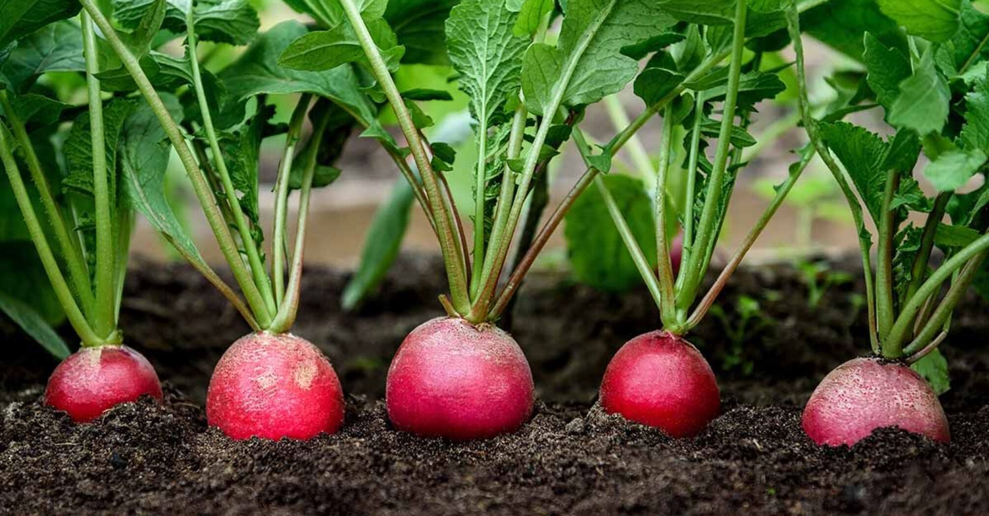 How to grow radishes sweet and strong