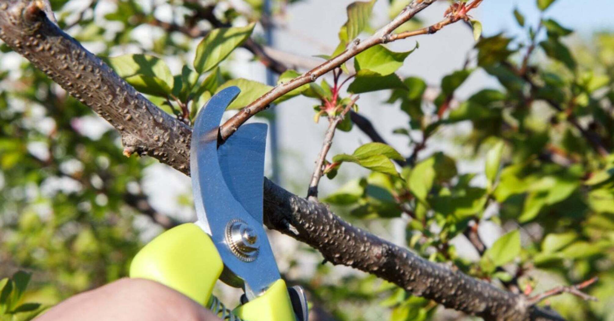 How to prune an apricot after winter