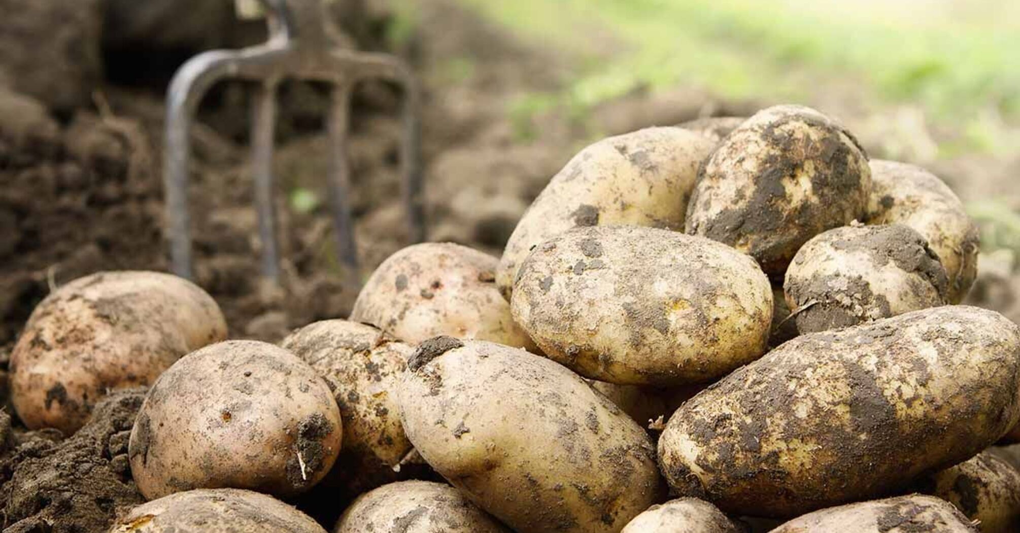 Experts have shared information about the best varieties of early potatoes
