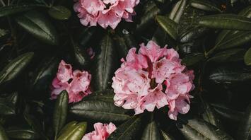4 tips to grow azaleas