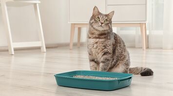 How to train a cat to use the litter box