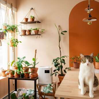 How to protect indoor flowers from pets
