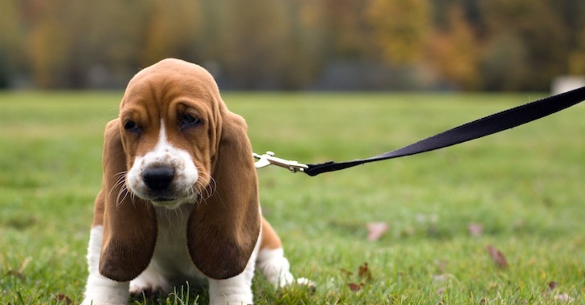 How to leash train a dog