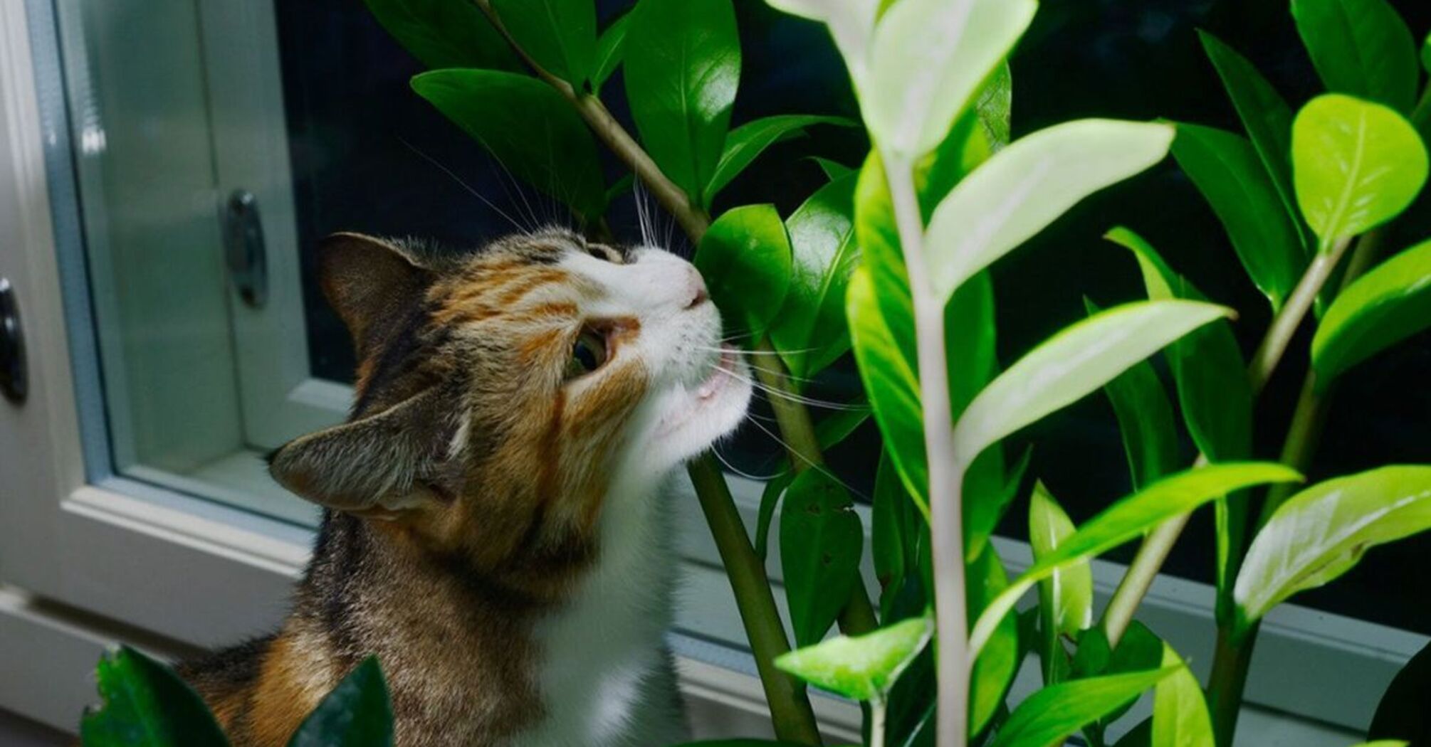 How to protect indoor plants from cats