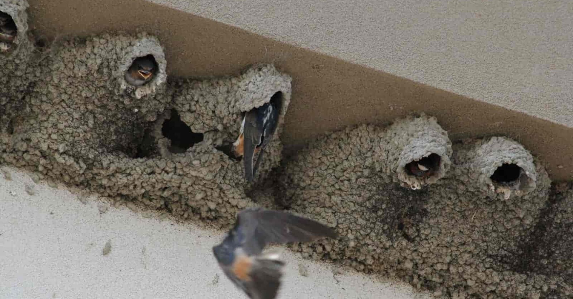 What does it mean if a swallow builds a nest on your house