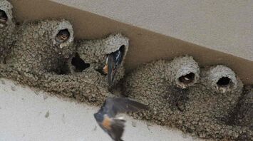What does it mean if a swallow builds a nest on your house