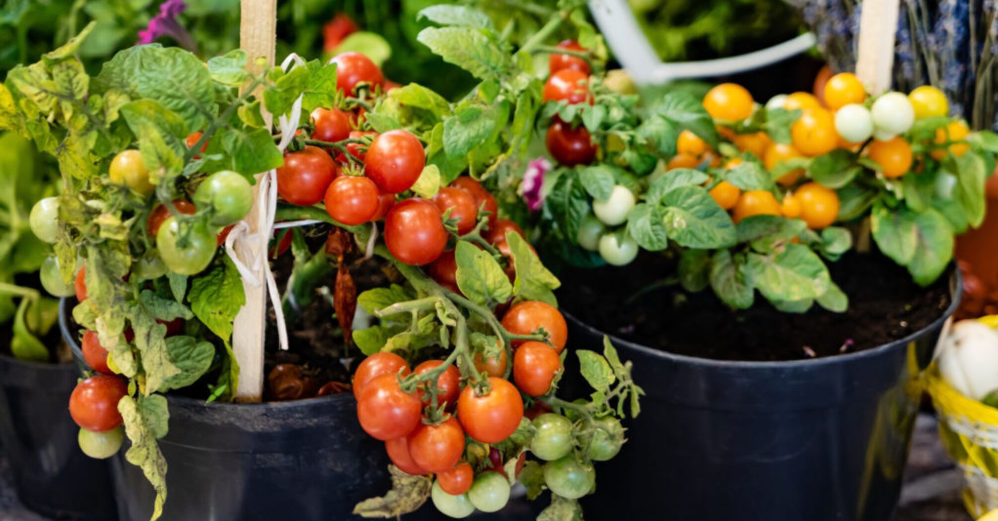 Fertilizer that accelerates the growth of tomato and pepper seedlings