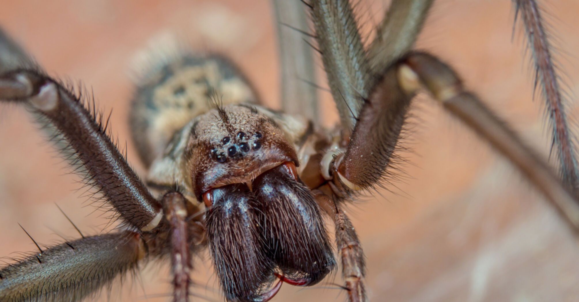 Spiders are safe and afraid of us more than weare of them