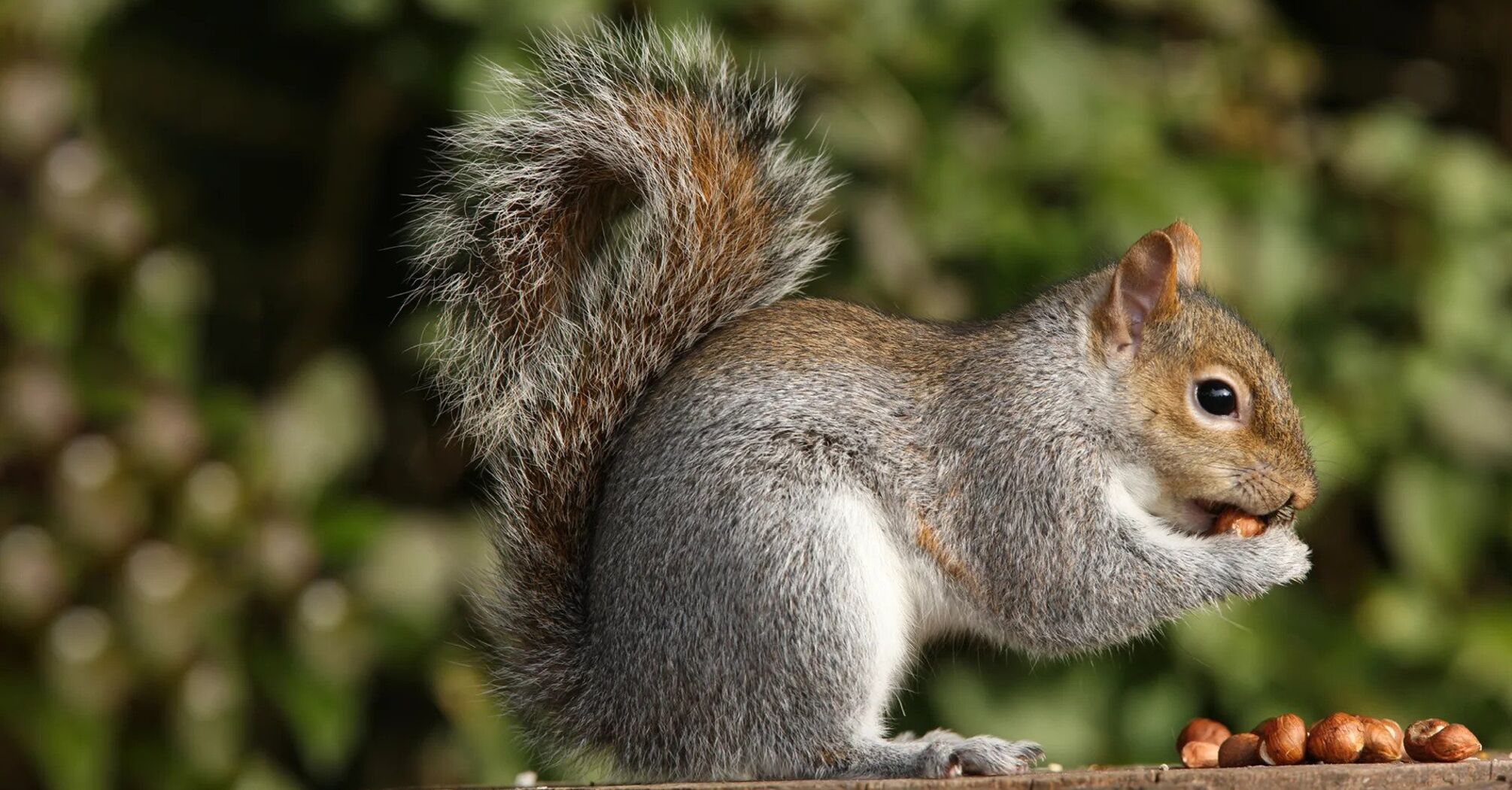 What can you treat squirrels with without harming their health