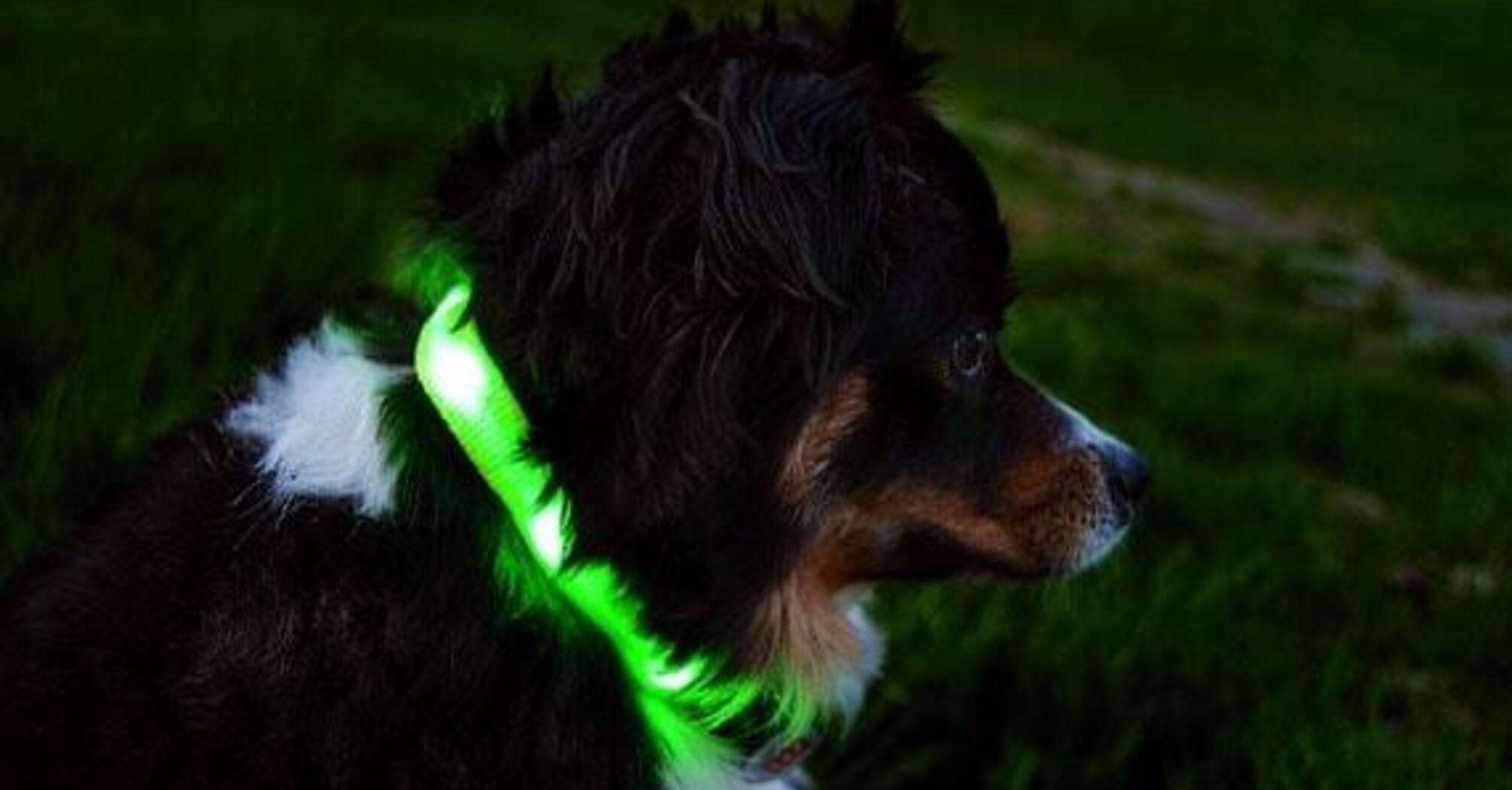 Should you buy neon collars for animals advantages and disadvantages