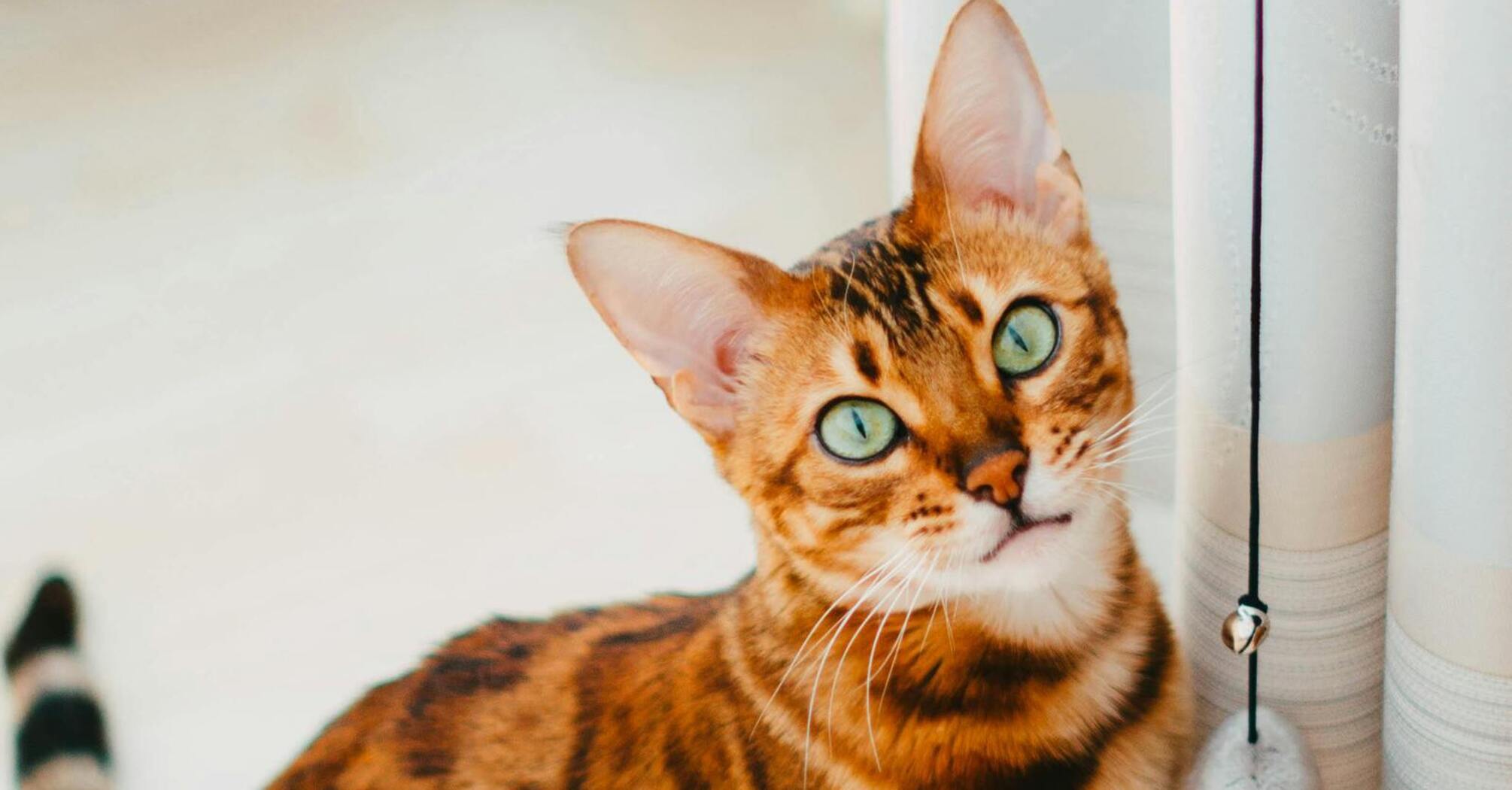 Pros and cons of buying Bengal cats