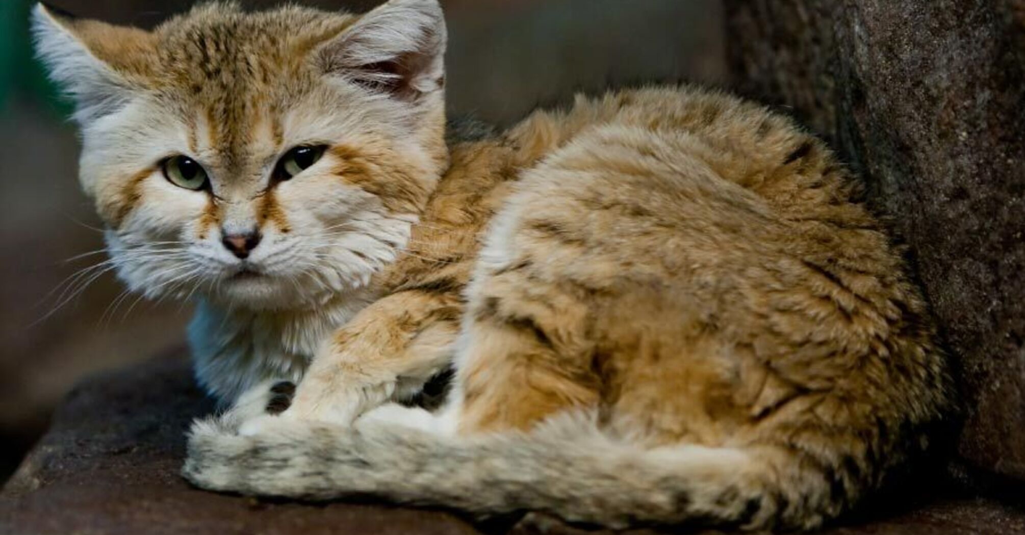 How sand cats survive in the desert