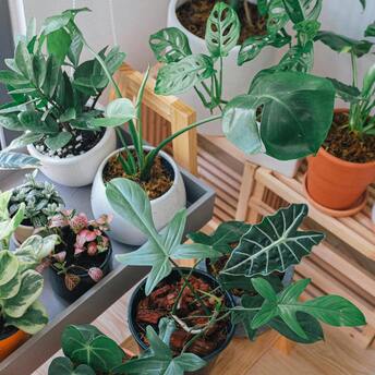 How to create a comfortable environment for indoor plants