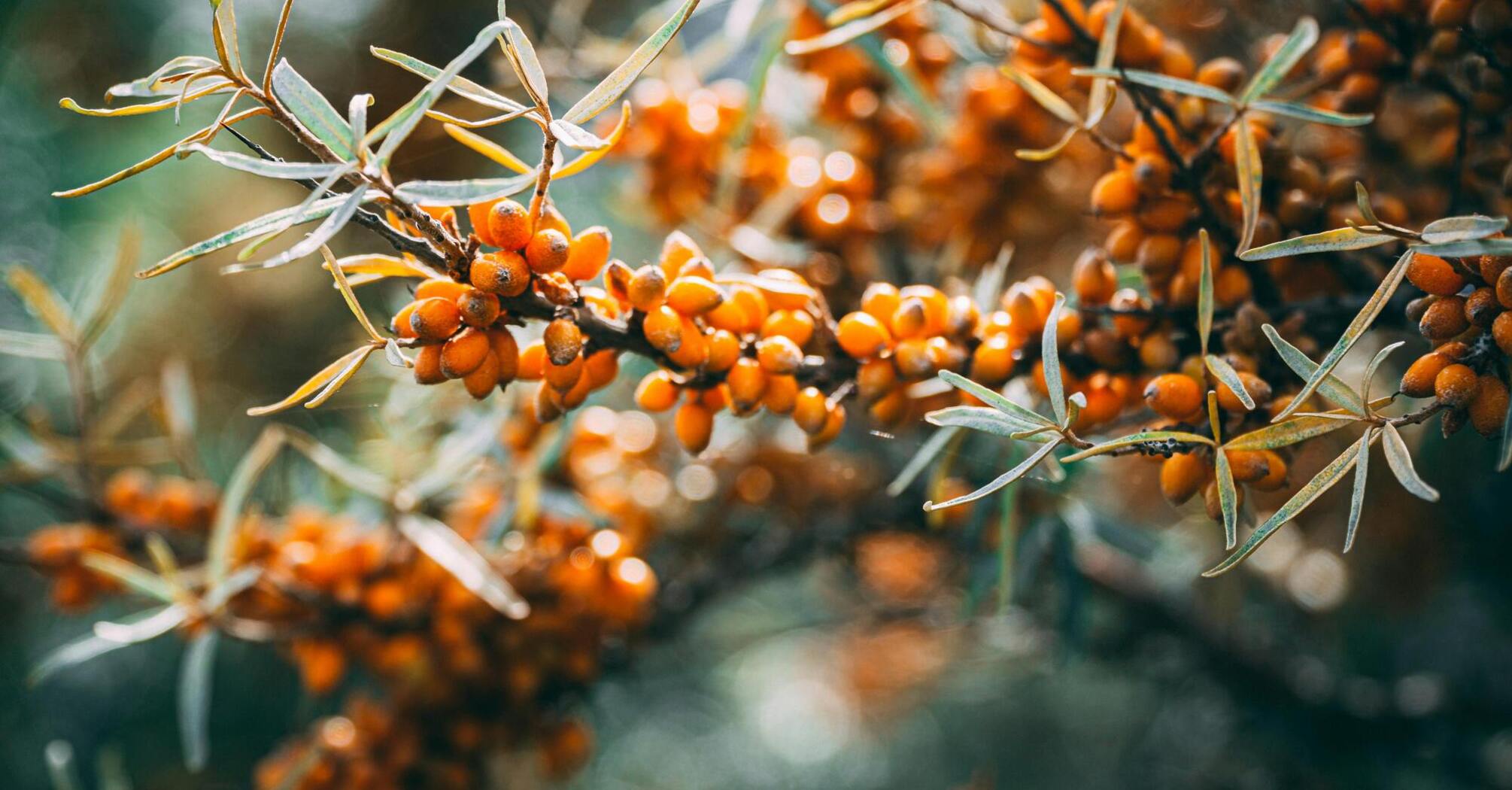 How to pick sea buckthorn correctly?